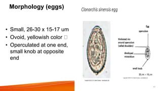 Clonorchis sinensis (Liver flukes).pptx