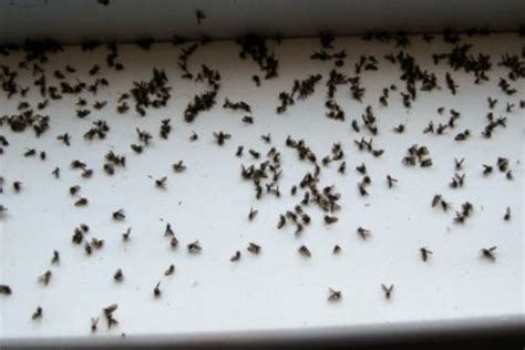 Tips to rid your home of gnats | WJEZ-FM