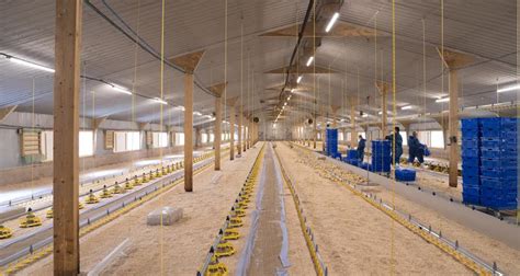 Egg production under threat because there's no money in it, farmers ...