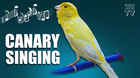 Lovely Sings Like A Canary