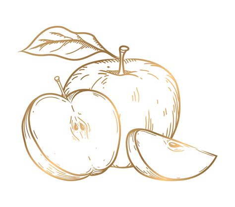 gold Apples, branch and leaves, hand drawn sketch vector illustration ...