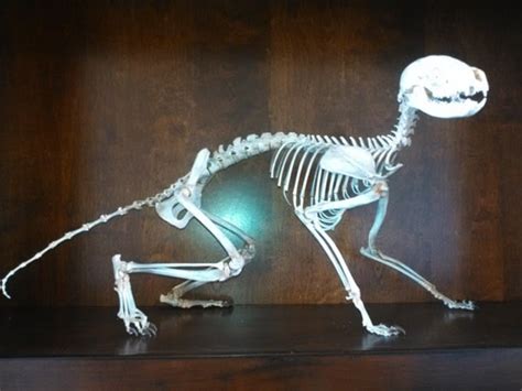 real bone articulated raccoon skeleton skull veterinary reference ...