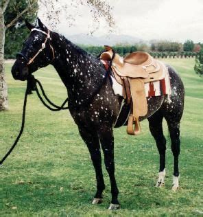 ~ Black Snowflake Appaloosa ~ | Horses, Appaloosa horses, Rare horses