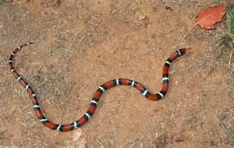 Scarlet Kingsnake Facts and Pictures | Reptile Fact