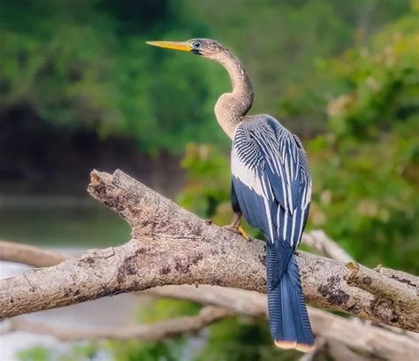 11 Anhinga vs Cormorant Differences b/w These Coastal Birds - Bird Guidance