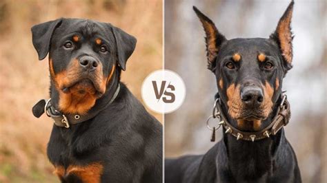 Doberman Vs Rottweiler Fight