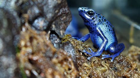 Poison Dart Frog Setup and Care Sheet (Dendrobates Tinctorius Azureus ...