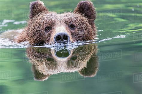 Grizzly bear (Ursus Arctos Horribilis) swimming across the river ...