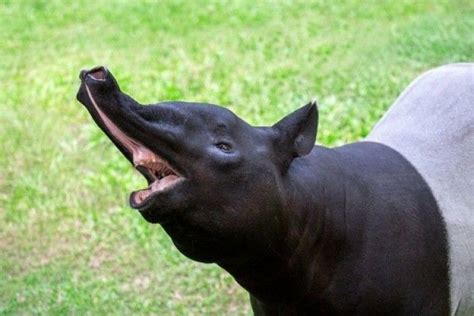 11 Fakta Unik Tapir, Pernahkah Kamu Melihat Hewan Ini Secara Langsung?