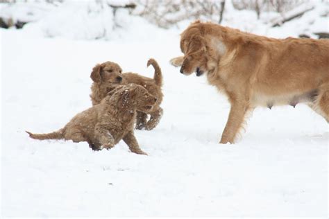 Cute Puppies Playing In Snow - Pictures Of Animals 2016