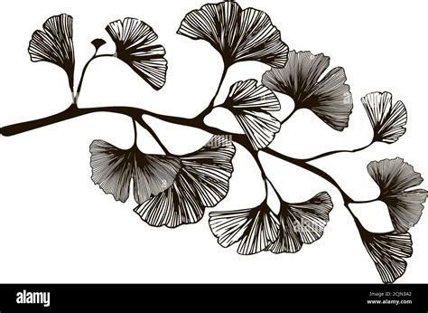 Ginkgo branch leaves vector hi-res stock photography and images - Alamy