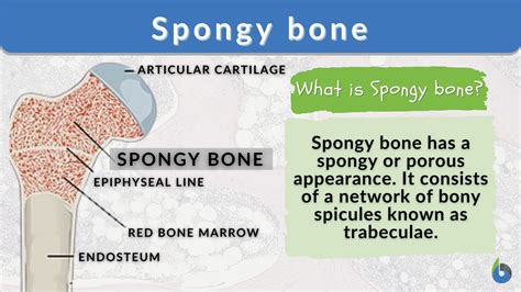 Spongy bone - Definition and Examples - Biology Online Dictionary