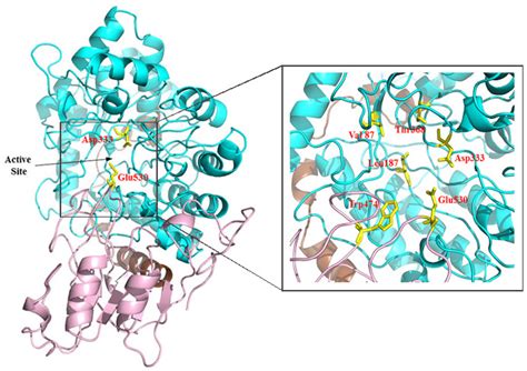 Catalysts | Special Issue : Enzyme Catalysis