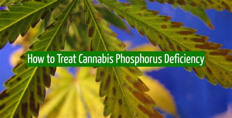 How to Treat Cannabis Phosphorus Deficiency - JahCool