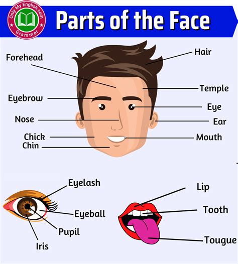 Parts of the Face: Face Parts Names with Pictures Health Knowledge ...