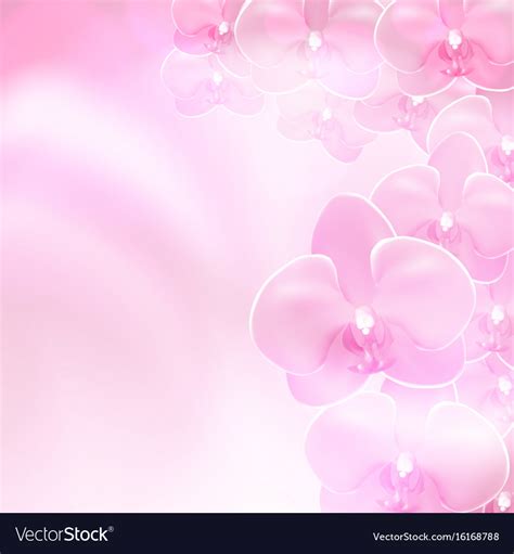 Pink Orchid Wallpaper