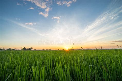 Paddy Field with Sunrise in Sungai Besar Stock Image - Image of ...