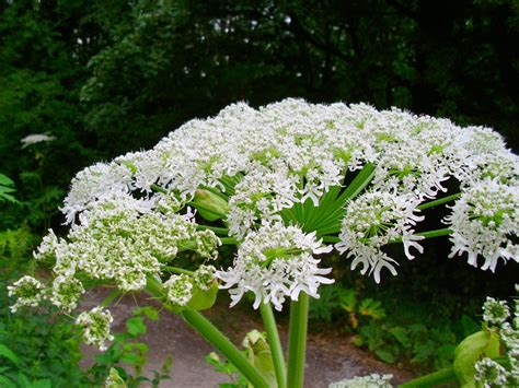 Giant Hogweed - Invas BioSecurity - Ireland