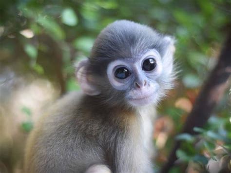 Volunteering in Thailand, wildlife rescue centre. Helping Dreamers Do