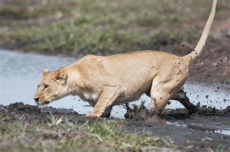 Lioness hunting - Stock Image - C003/0185 - Science Photo Library