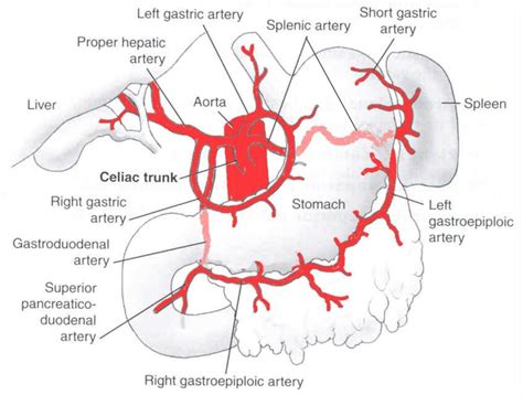 Celiac trunk ... | Arteries anatomy, Arteries, Studying medicine