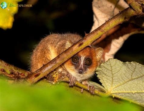 Goodman's Mouse Lemur | Microcebus lehilahytsara | Facts | Pictures