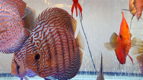 My discus fish tank – DR KOH