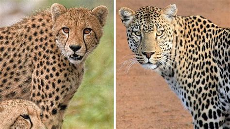 Cheetah Vs Leopard: चीता और तेंदुए में कौन ताकतवर? जानिए दोनों में 10 ...