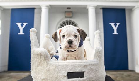 What type of dog is the Yale University mascot? - Trivia Joy