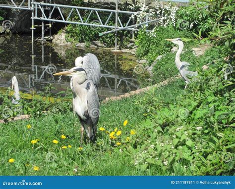 Wild Animals of Our Planet: Birds Stock Image - Image of travel ...