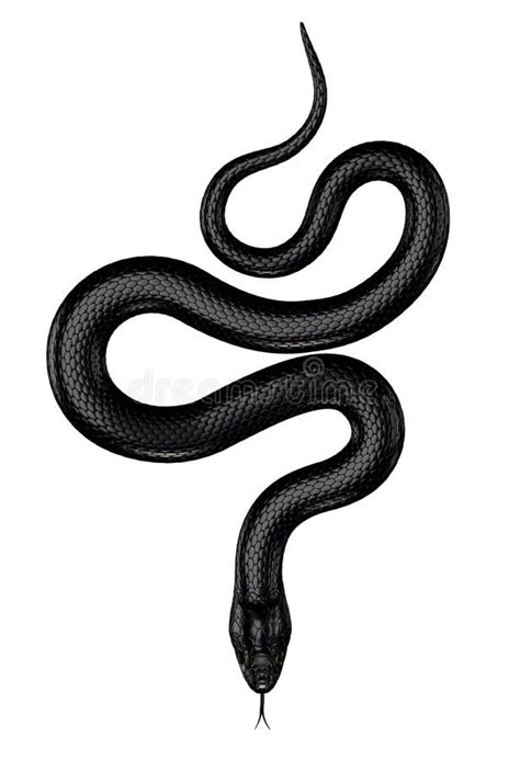 Easy Black And White Snake Drawing | PeepsBurgh.Com