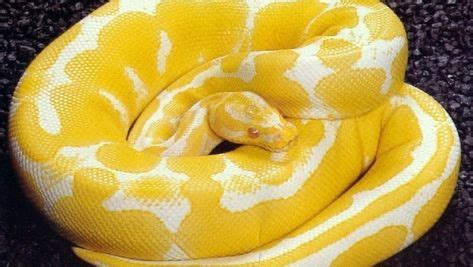 Albino Boa Constrictor Discovered in Fort Worth Goodwill Donations ...