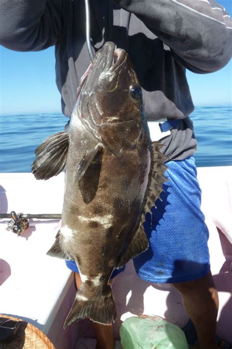 Giant Sea Bass | Mexico – Fish, Birds, Crabs, Marine Life, Shells and ...