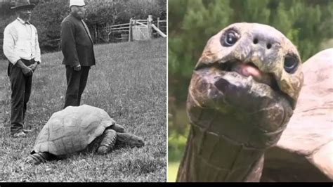 Tortoise becomes world's oldest living land animal as he celebrates ...