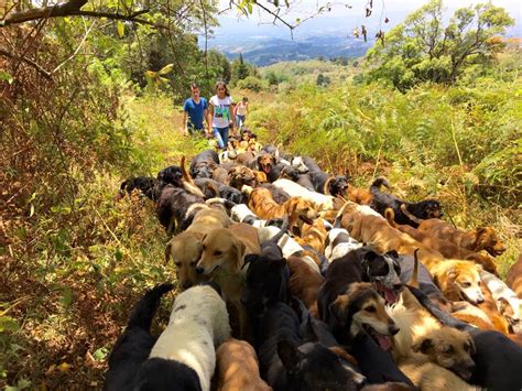 Costa Rica’s Territorio de Zaguates is home to more than 900 dogs - La Voz