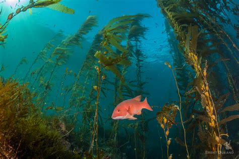 California Kelp Forest at Anacapa Island, United States by Brent Durand