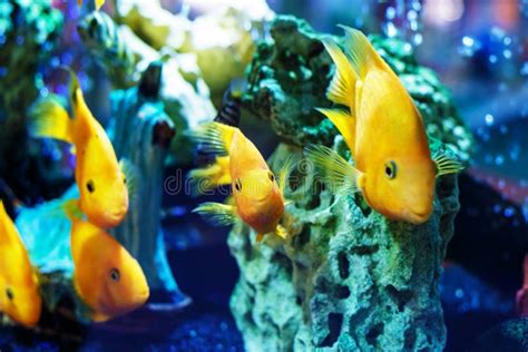 Yellow Fish in the Aquarium Stock Image - Image of bright, natural ...