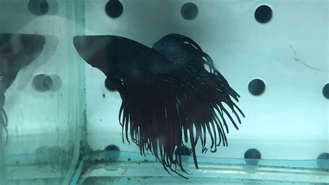 Fighting Fish Melbourne | We stock a full range of Betta Species