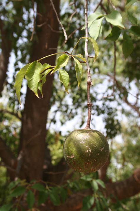 Crateva adansonii - Sacred Barna - Ouriques Farm