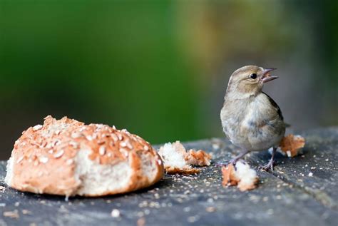 Can Birds Eat Bread? [We Wouldn't Recommend It...] - Birdwatching Buzz