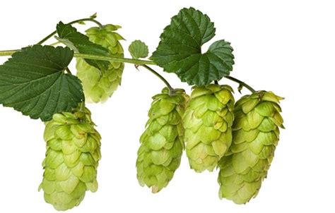 The best Hops health benefits - world of recipes