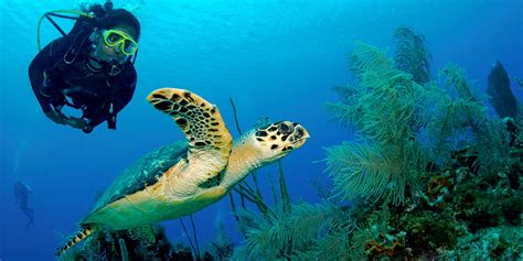 $85 – Coral Reef Scuba Diving w/Gear & Transportation | Travelzoo