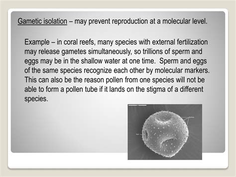 PPT - Speciation PowerPoint Presentation, free download - ID:9509847