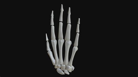 Anatomy - Human hand bones - Buy Royalty Free 3D model by ...