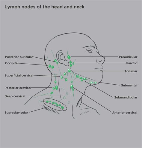 Lymph nodes in face - rytephoto