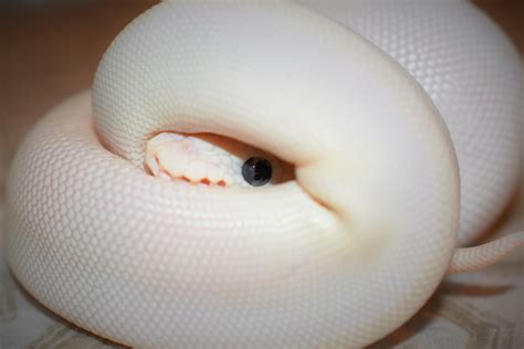 Blue Eyed Leucistic Ball Python Morph (9 Stunning Pictures)