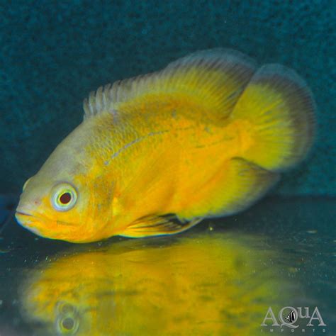 True Lemon Oscar (Astronotus ocellatus) - Aqua Imports