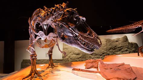 T. rex Fossils Photos - T. rex: Ultimate Survivor - National Geographic ...