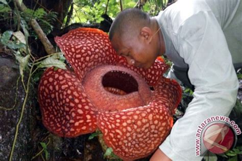 Gambar Bunga Rafflesia Terbesar Di Dunia - Koleksi Foto Bunga