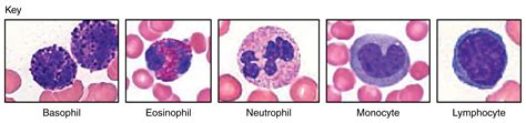 Difference Between Monocytes And Lymphocytes